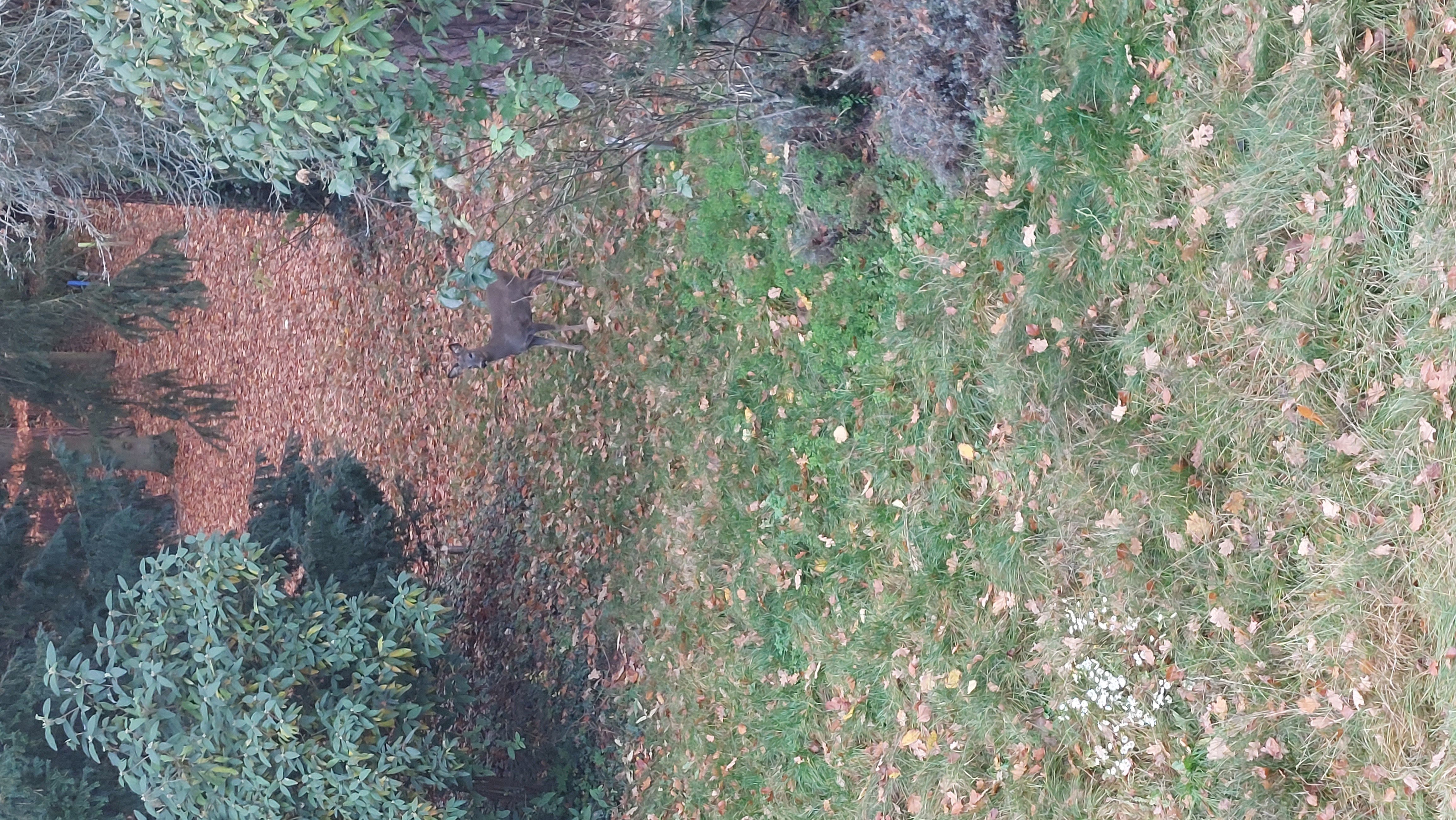 neugieriger Zuschauer