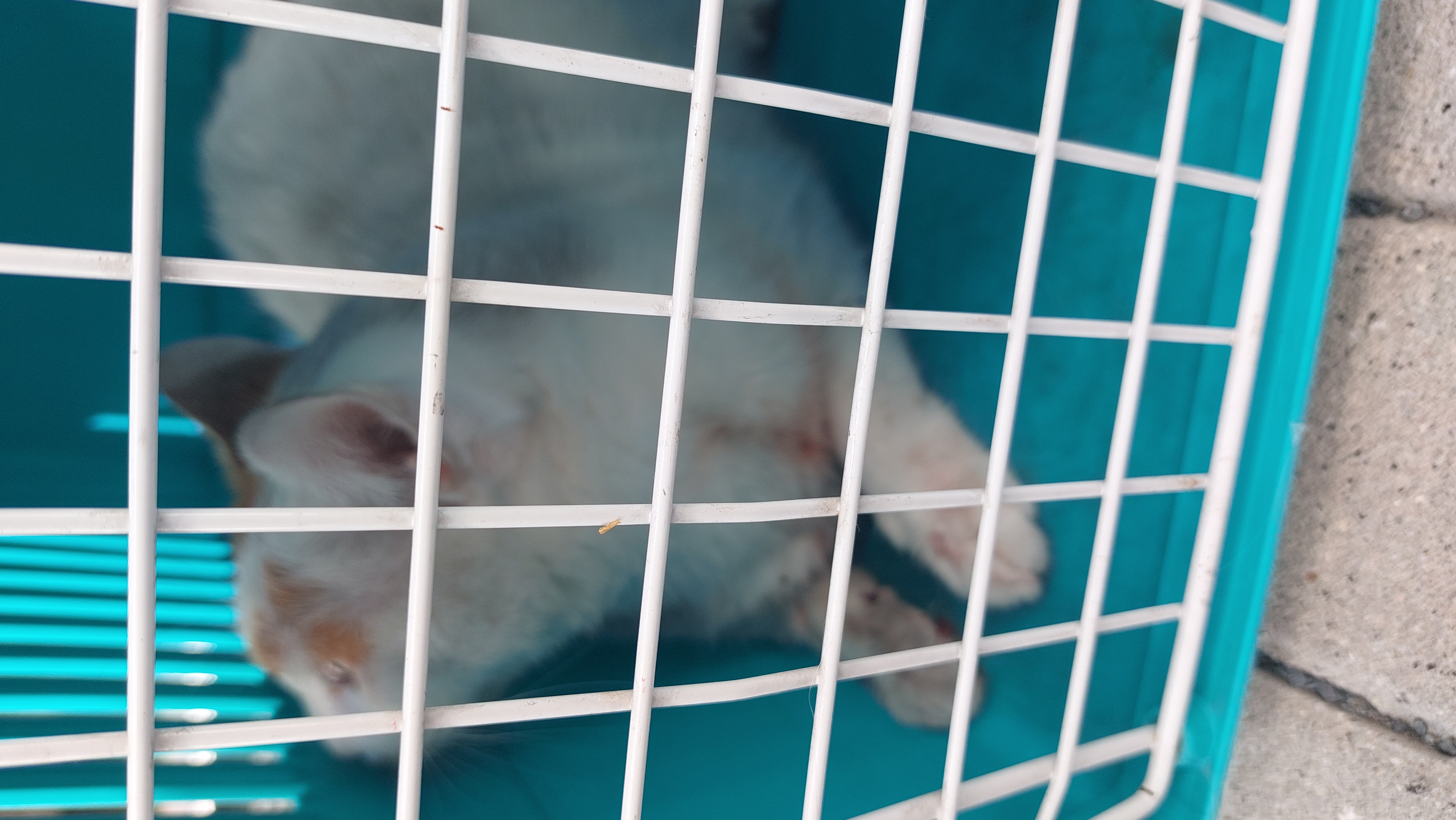 gerettete Katze gerettete Katze