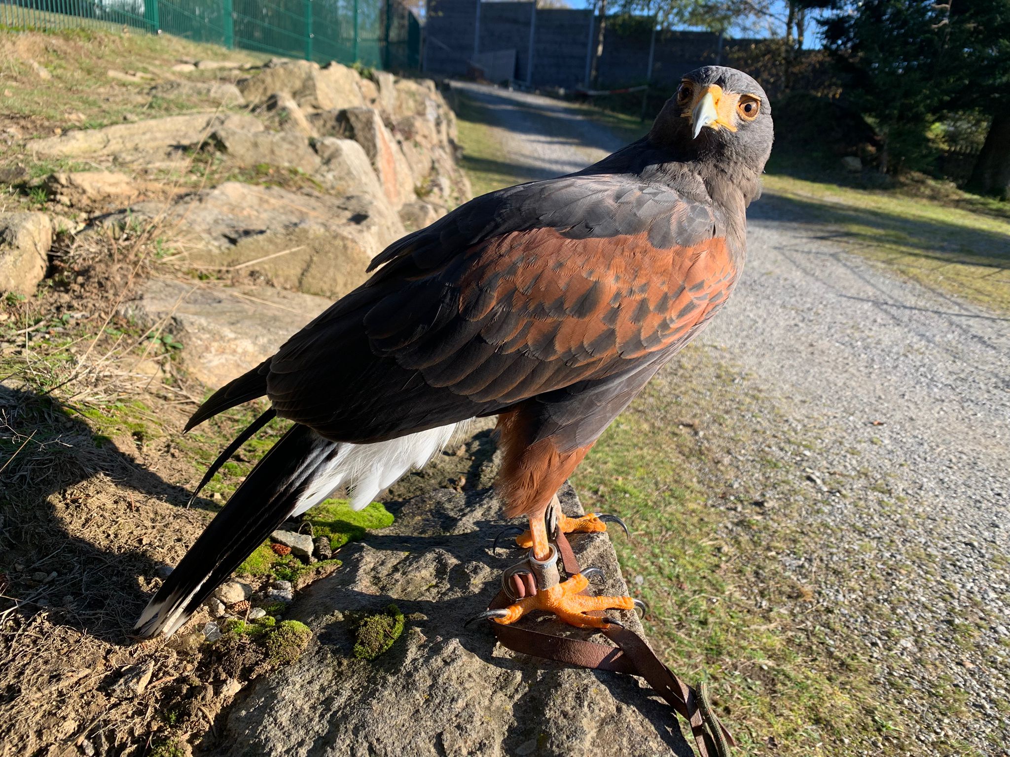 Hicks in groß Hicks in groß